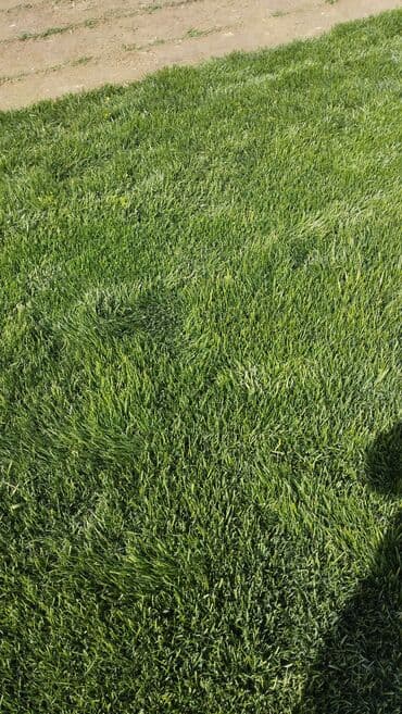 otlar: Yaşıllaşdırma üçün nəzərdə tutulmuş təbii ot örtüyü. Həyətlərdə — 1