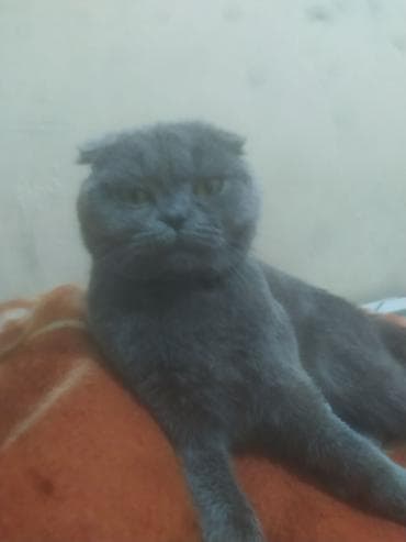 Şotland yastı qulaq