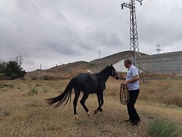 tutuquşu satışı az: Qara rəngli at – minik və kənd təsərrüfatı işləri üçün - Cins tipi — 5