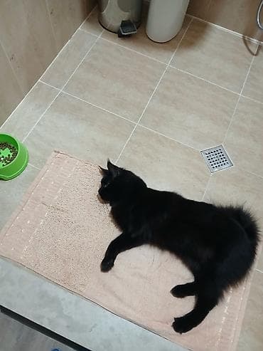 pişik cins: Yaxşı əllərə — 9