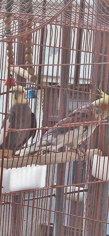 Nymph papuqay (cockatiel) – boz-ağ bədən, krem-sarı baş və xasiyyətvi — 5