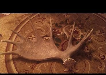 Məmulat: Maral/əlgə-memar tipli böyük buynuz lövhəsi (tək tərəf) lalafo.az -da Məmulat: Maral/əlgə-memar tipli böyük buynuz lövhəsi (tək tərəf)