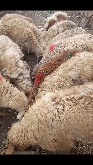 Quşlar: Salam tam saglam 13dene bogaz qoyun — 1