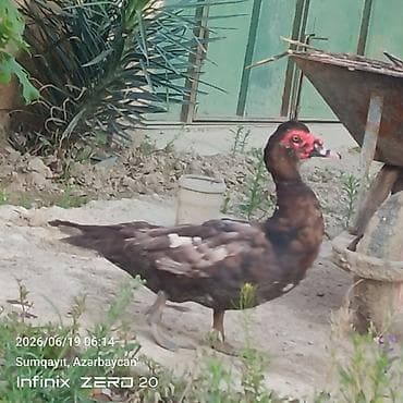it adları erkek: 11 bala səsli ördəkdilər analarida yanlarındadı birdə macar erkey lal — 7