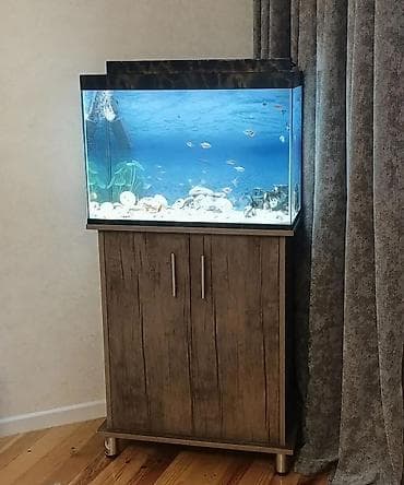 bala haski: Akvarium satilir 350 azn (tek aksesuarları ele 200azn pul verilib) — 1