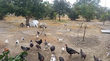 bina az ru: 5 otaqlı, 61 kv. m, Yeni təmirli — 6