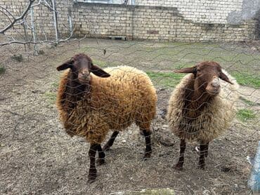 Pişiklər: Qoyunlar, qoçlar — 2