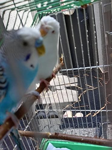 danisan popuqay: 35₼ bütöv dəst tutuquşu satıldı təcili!!! 35₼ daxildir Qəfəsi✅ iki — 1