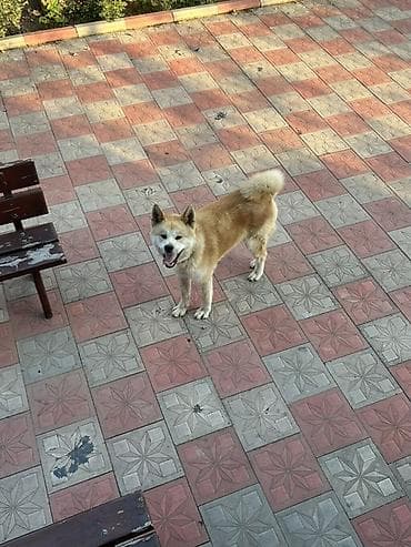 avçarka itləri: Akita-inu, 8 ay, Erkek, Peyvəndli — 2