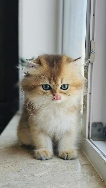 col quşu: Golden chinchilla dişi tam orginal gen . ata ny 11 ana ny 12 . Hər — 4