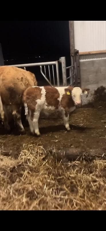 Телята: Simmental tipli buzağı - Cins: Simmental tipli, qırmızı-ağ rəngli - — 2