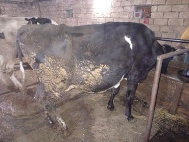 Keçi, çəpiş: Südlük inəklər - Cins: Qarışıq südlük tip (qara-ağ alacalı və — 11