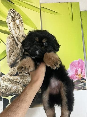 heyvanlar: Pekines, 2 ay, Dişi, Peyvəndli — 1