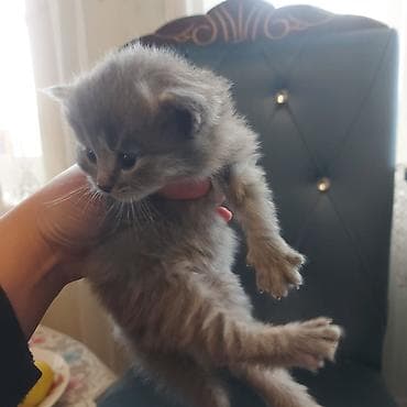 ucuz inek: Britan yastı qulaq, Erkək, Dişi, Yaxşı əllərə, Ödənişli çatdırılma — 1