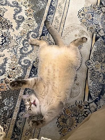 ana bala inək: Britan — 6