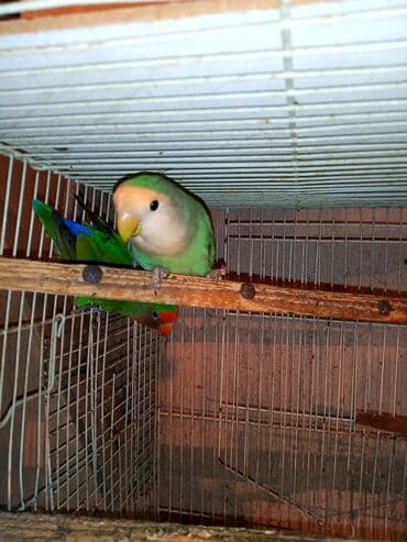 tuk tuk mmc: Nerazlucnik fişer ayrilmazlar maskvıy deyillər cütdu satılır hazır — 16