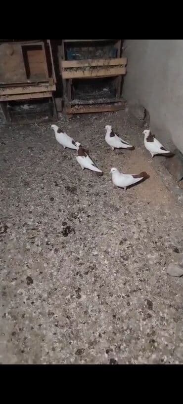 goyercin aliram: Salam her kese kankiret insanlar narahat elesin demek 5 dene heyvandi — 1