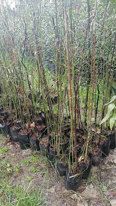 dreler: Bitki: Nerium oleander (zakkum) fidanları – torflu plastik kisələrdə — 5