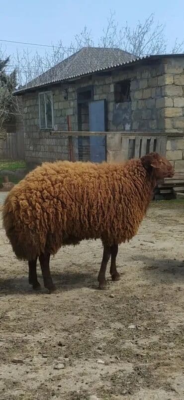 hinduşqa balaları: Erkək, Qala, il: 1, 95 kq, Damazlıq, Südlük, Ətlik, Ünvandan götürmə — 6