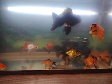 oranda balığı: Oranda, Ünvandan götürmə — 5