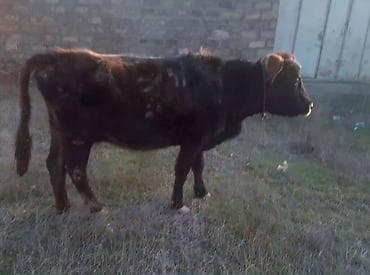 Птицы: Теленок, Самец, месяцев: 5, 100 кг, Для мяса, Самовывоз, Платная доставка — 2