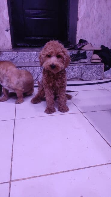 pudel satisi: Pudel, 6 ay — 2