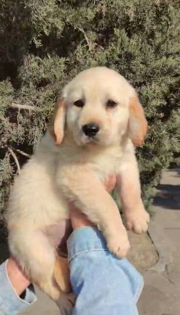 itlerin qirxilmasi: Labrador-retriver, 2 ay, Dişi — 2