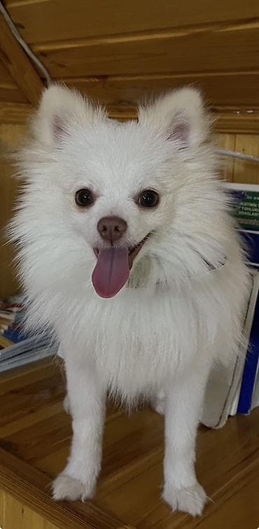 Şpitz, 10 ay, Erkek