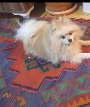 Şpitz, 2 il, Erkek lalafo.az -da Şpitz, 2 il, Erkek