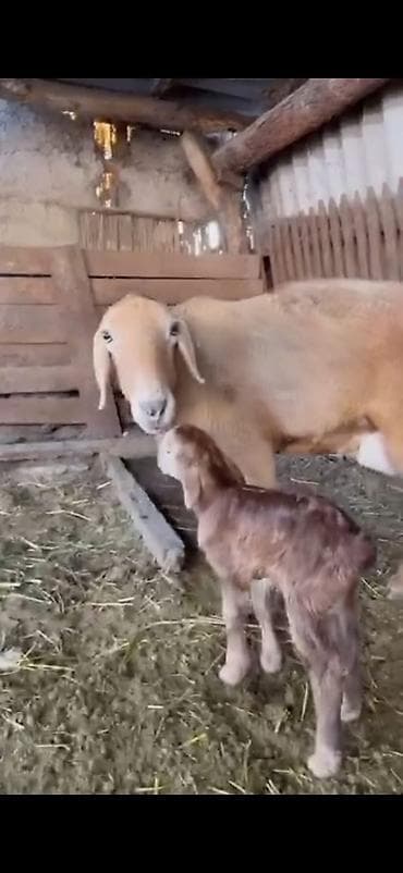 heyvan evleri: Saxlama üçün ana qoyun balası ilə birlikdə - Növ: Ev qoyunu (ana — 9