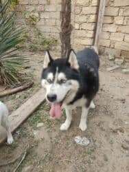 xaski gence: Xaski, 1 il, Dişi — 5