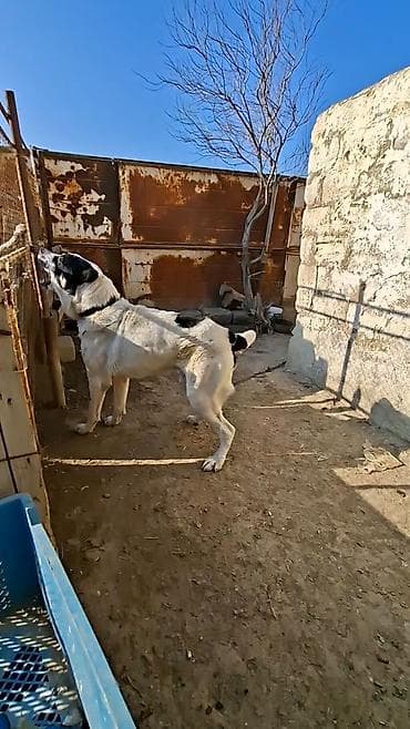 en iri it cinsi: Alabay — 7