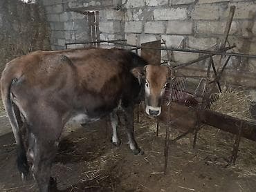 cins heyvanlar: Satılır: yerli cins danalar (3 baş) - Şəkillərdə görünən tövlədə — 3