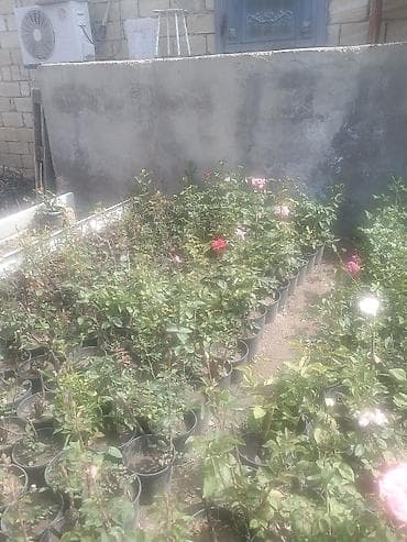 piyon gül: Məhsul: Qızılgül kolları (çəhrayı, açıq çəhrayı, ağ və tünd çəhrayı — 5