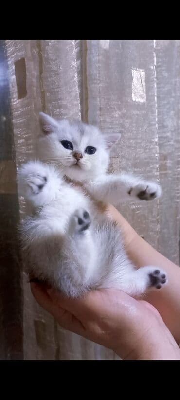 Britan, Erkək, Dişi, Yaxşı əllərə, Ünvandan götürmə