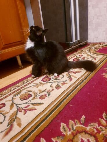 где можно купить котенка: Məhsul: Ev pişiyi və balası Təsvir: - Şəkillərdə iki pişik görünür — 6