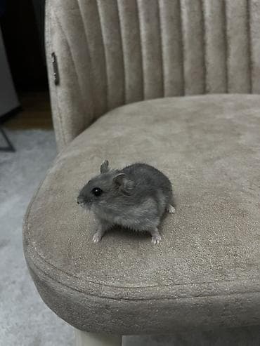 balaca heyvanlar: Cüt xırda hamsterlər – biri ağ, biri boz rəngdə. Kiçik ölçülü, çevik — 3