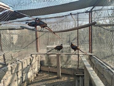 pitbul dişi: Gümüş və Kral fazanlar – dekorativ quşlar. - Növ: Gümüş fazan - — 5