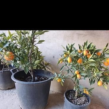 zoğal ağacı: Sitrus və xurma tingləri portağal mandalin ağaclar var vp yazın — 3