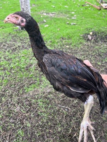 cins inekler: Курица, Для разведения — 2