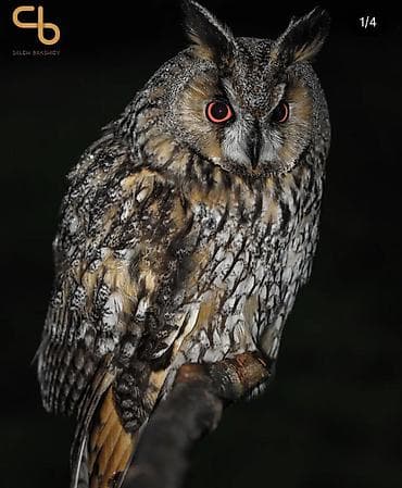 Texnikanın təmiri: Salam bayquş və ya qarğa balası satan tapan varsa alıram maks qiymət — 1