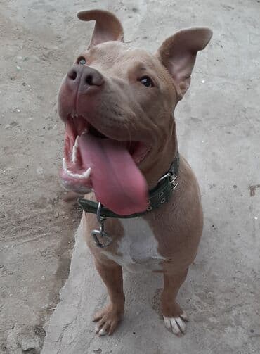 it satşı: Pitbul, 1 il, Erkek, Ünvandan götürmə — 2