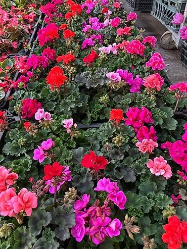 ağaç gülleri: Bağ üçün dekorativ qrup bitkiləri – qablarda - Ortanca (Hydrangea — 5