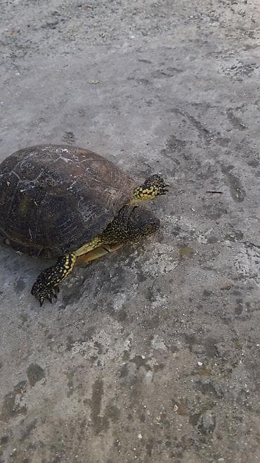 balaca ag itler: El boydadilar iki novde var oz heyatimda boyuyubler bir edeti — 4