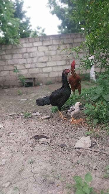 tap.az heyvanlar qusar: Toyuq, Damazlıq — 1