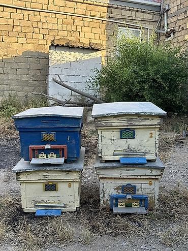 Arılar: Arı yeşikləri satılır 🐝 Şəkildə görünən tipdə arıçılıq üçün yararlı — 3