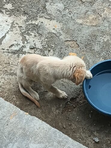 ретривер бишкек: Ретривер — 12