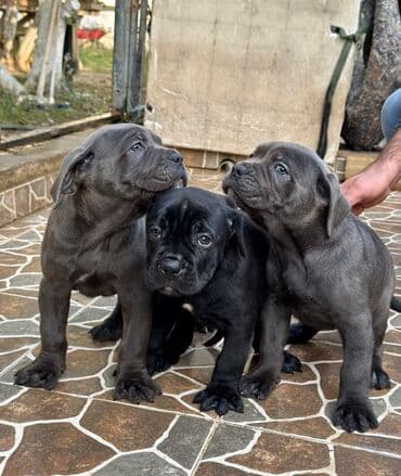 Собаки: Кане-корсо — 34