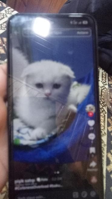 pişik adları: Şotland yastı qulaq — 1