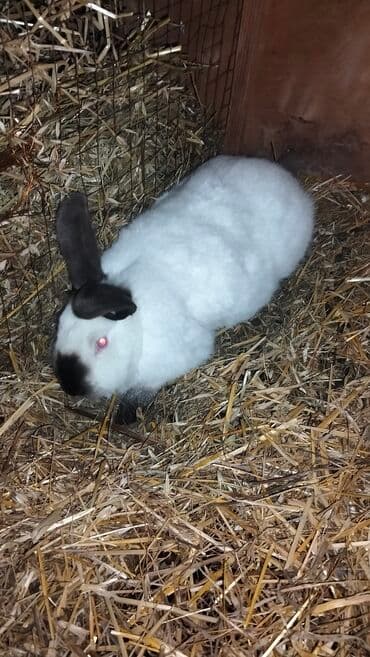 Ağ rəngli, qulaqları, burnu və pəncələri tünd ləkəli dekorativ dovşan lalafo.az -da Ağ rəngli, qulaqları, burnu və pəncələri tünd ləkəli dekorativ dovşan